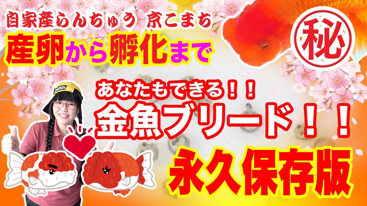 【金魚】【らんちゅうブリード方法】あなたもできる！産卵から孵化まで！！【永久保存版】