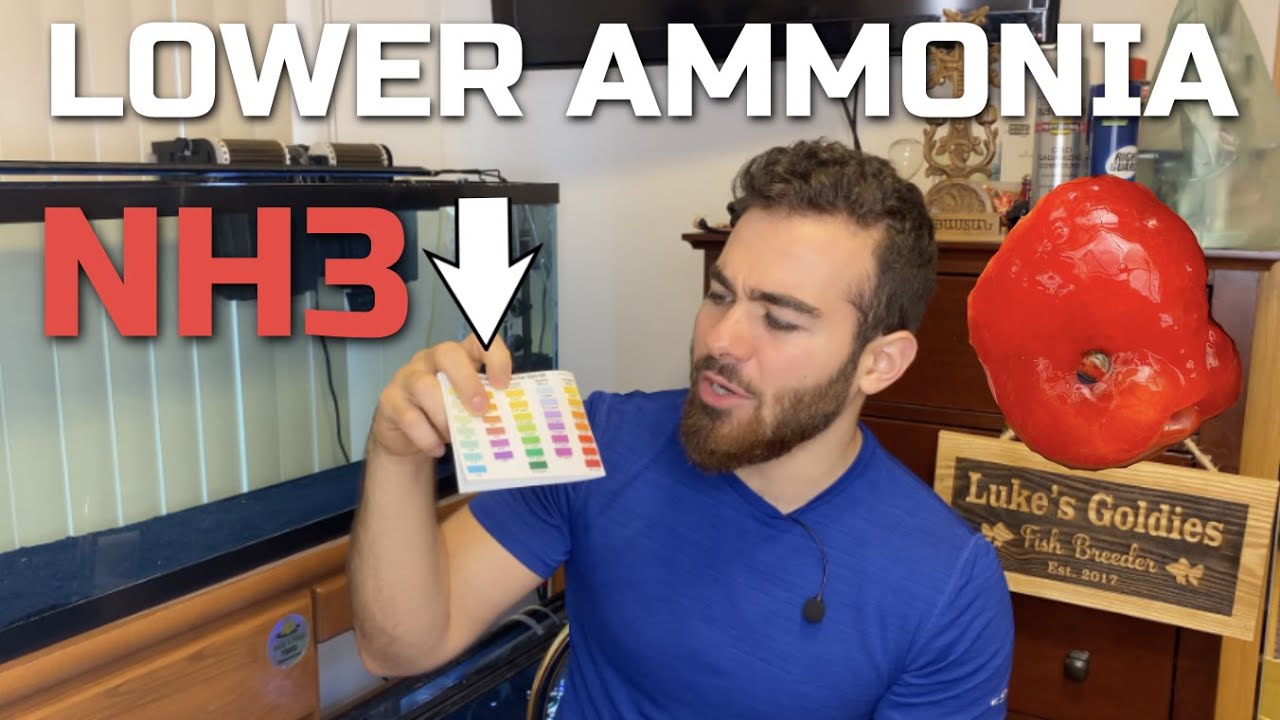 High Ammonia Levels in Goldfish Tank? - How to Lower it