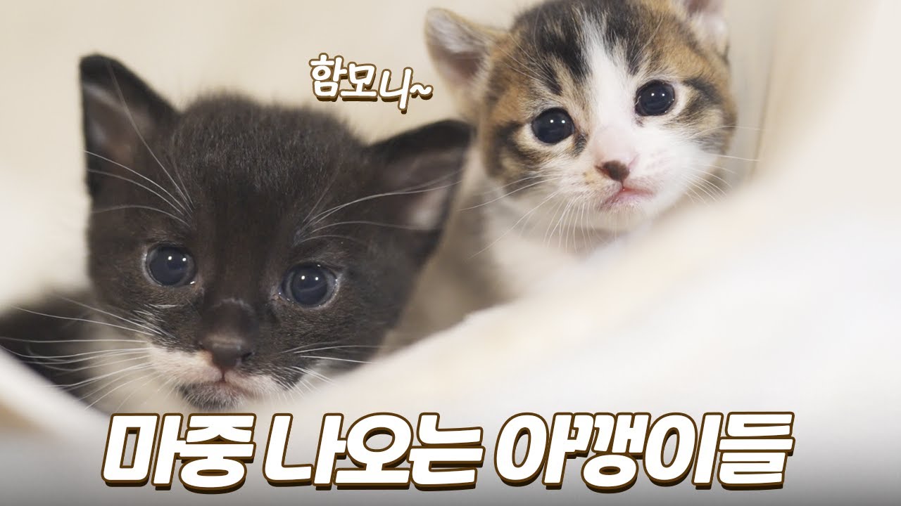 집사 오면 마중 나오는 귀여운 아기 고양이들 | 초뚱이가 드디어!