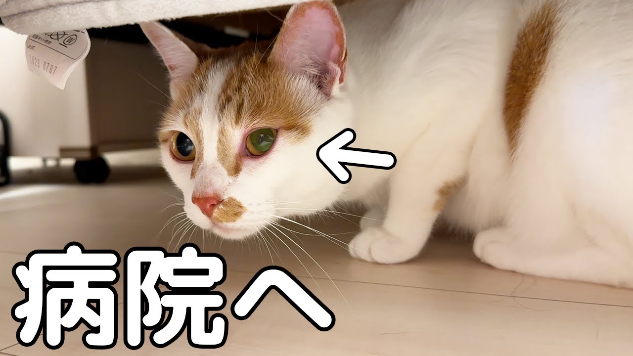 トロの目が赤く腫れてしまったので病院へ行きます！