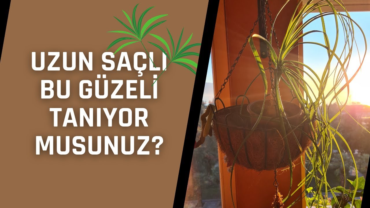 NOLİNA BAKIM İPUÇLARI