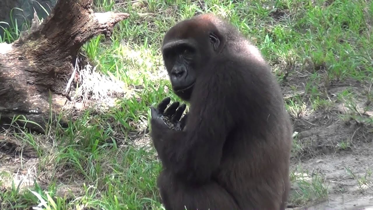 OUR 2012 FLORIDA HOLIDAY - BUSCH GARDENS PART 3