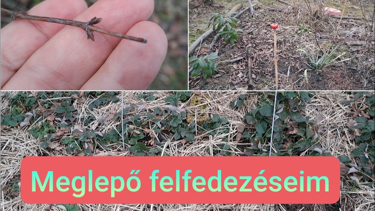 Fagykár a kertben? Nézzük meg együtt!