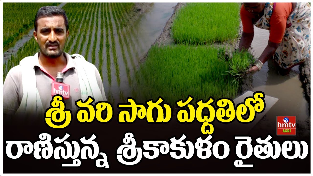శ్రీ వరి సాగు పధ్దతిలో రాణిస్తున్న శ్రీకాకుళం రైతులు | Nelatalli | hmtv Agri
