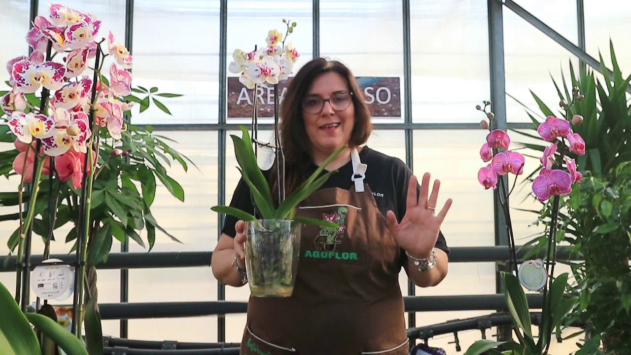 Come coltivare le orchidee