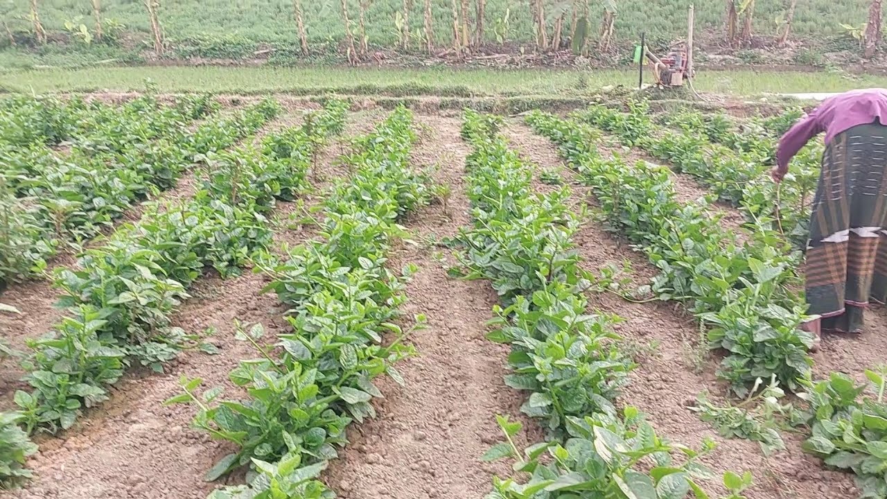 পুইশাক চাষের সঠিক সময় এখনই।