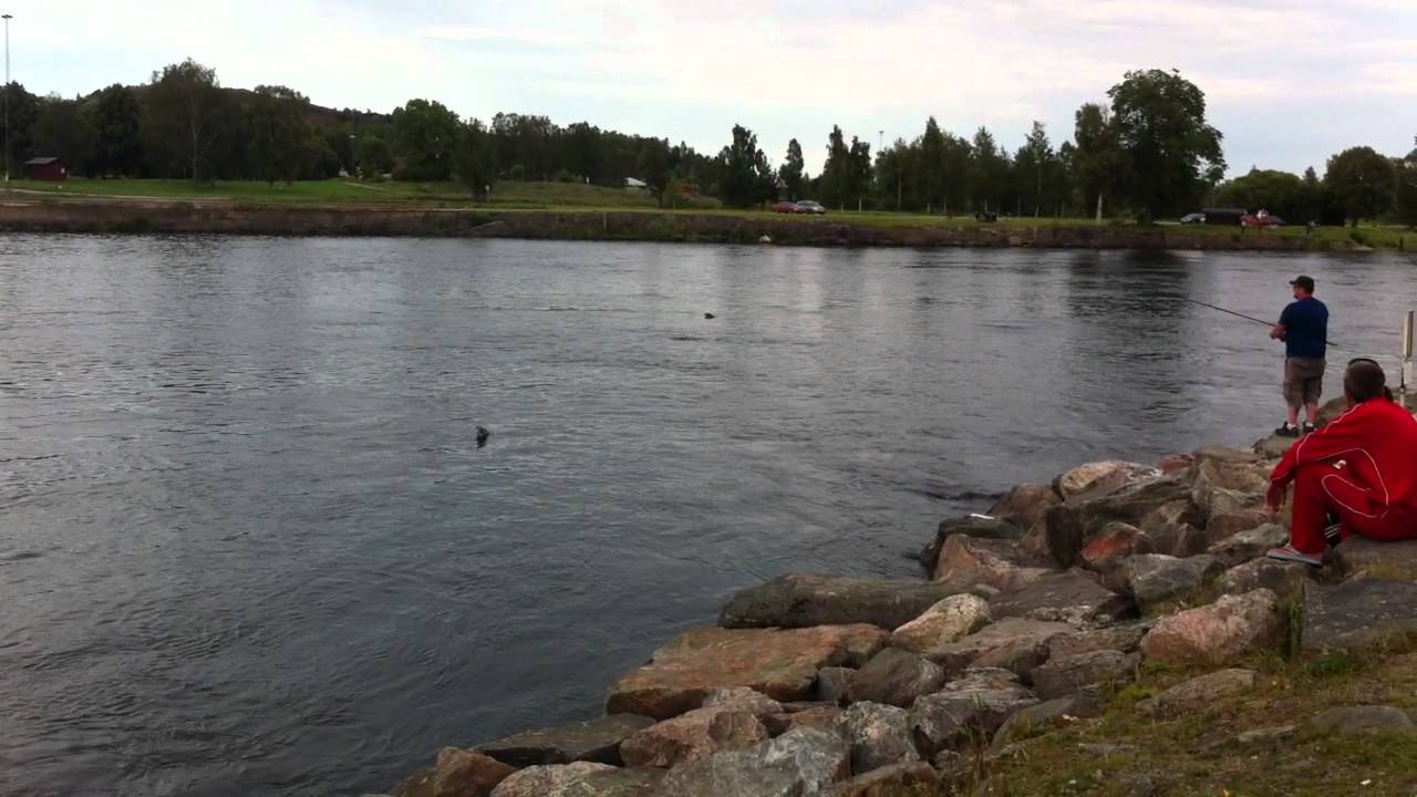 Ljusne | Det kokar utav Lax och Havsöring!