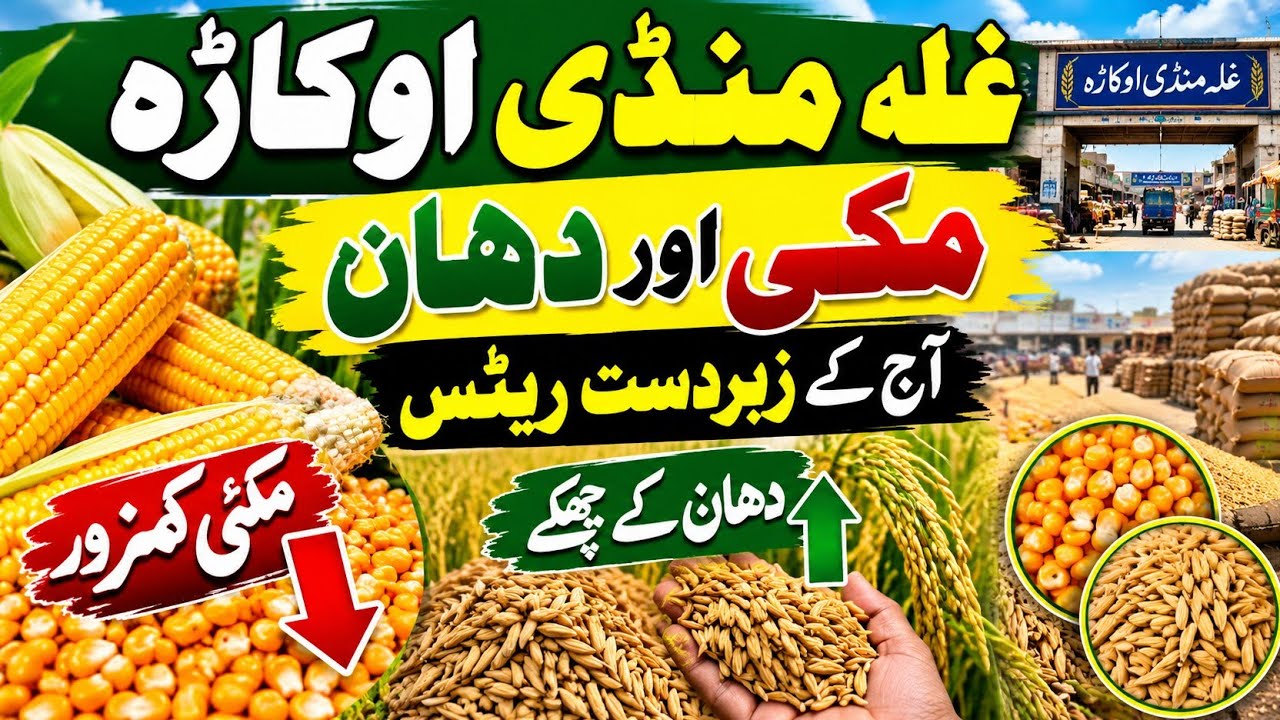 Okara Grain Market Today | Maize & Paddy Latest Rates | Maize Weak, Paddy Strong | 6 Sep 2026