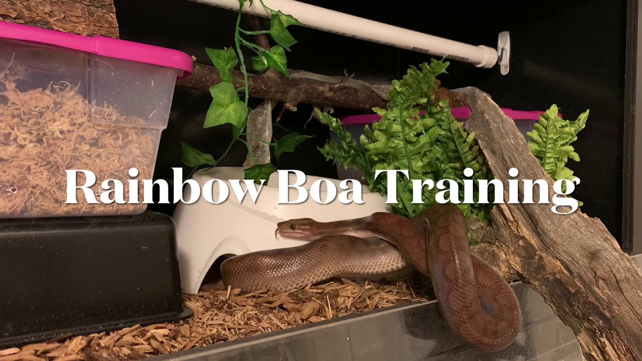 Training Rainbow Boas: Training Tuesday 22 December 2020