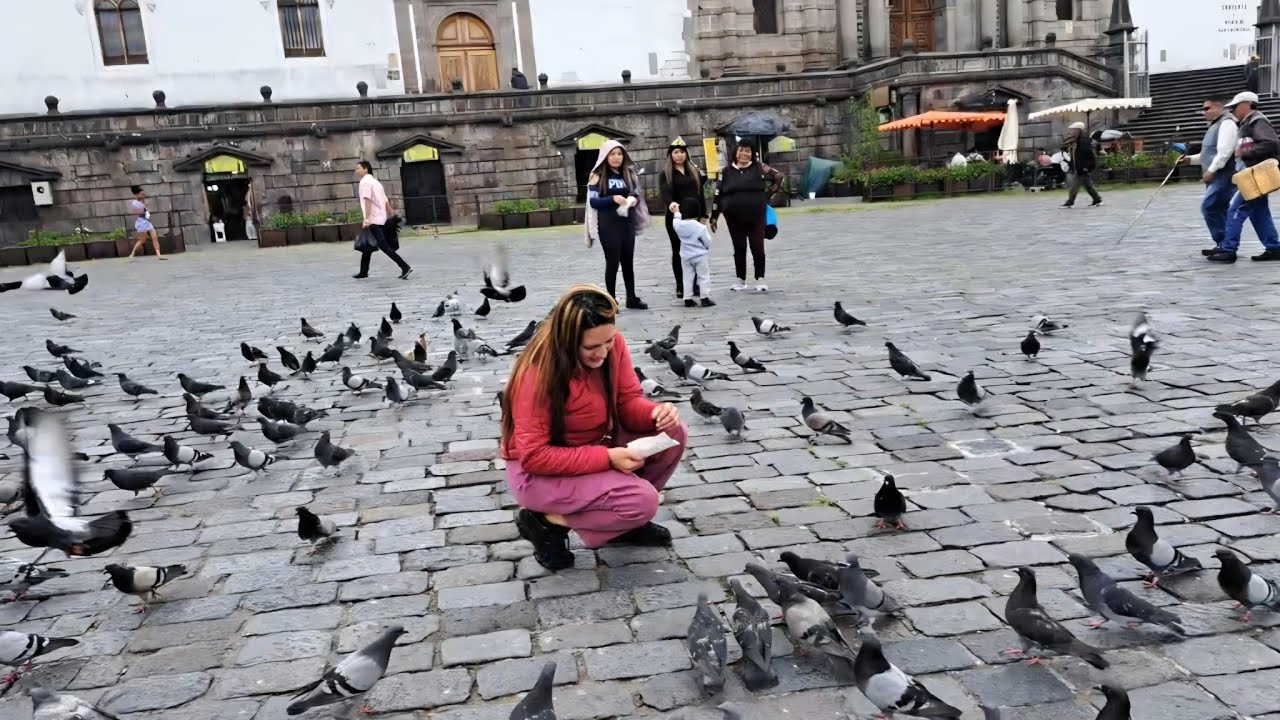 Las Palomas de San Francisco, son parte del Patrimonio cultural, fotográfico y turístico de Quito. 