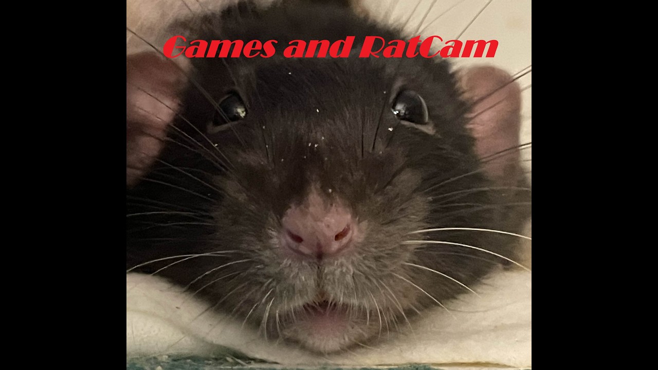 Late Night Vintage Story and Ratcam to Sleep or Wake To | #vintagestory #chill #rat