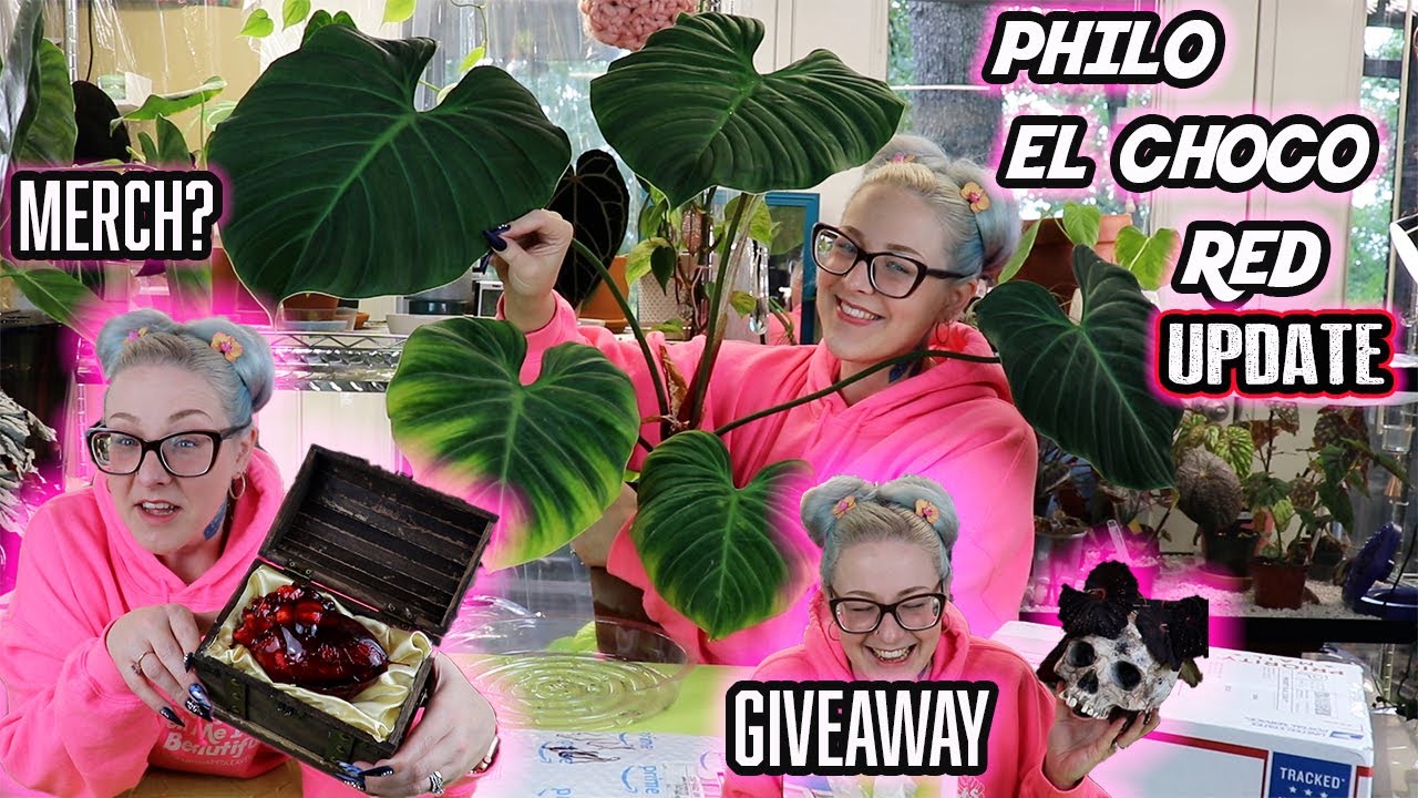 Philodendron El Choco Red House Plant Update, Giveaway & Plant Mail
