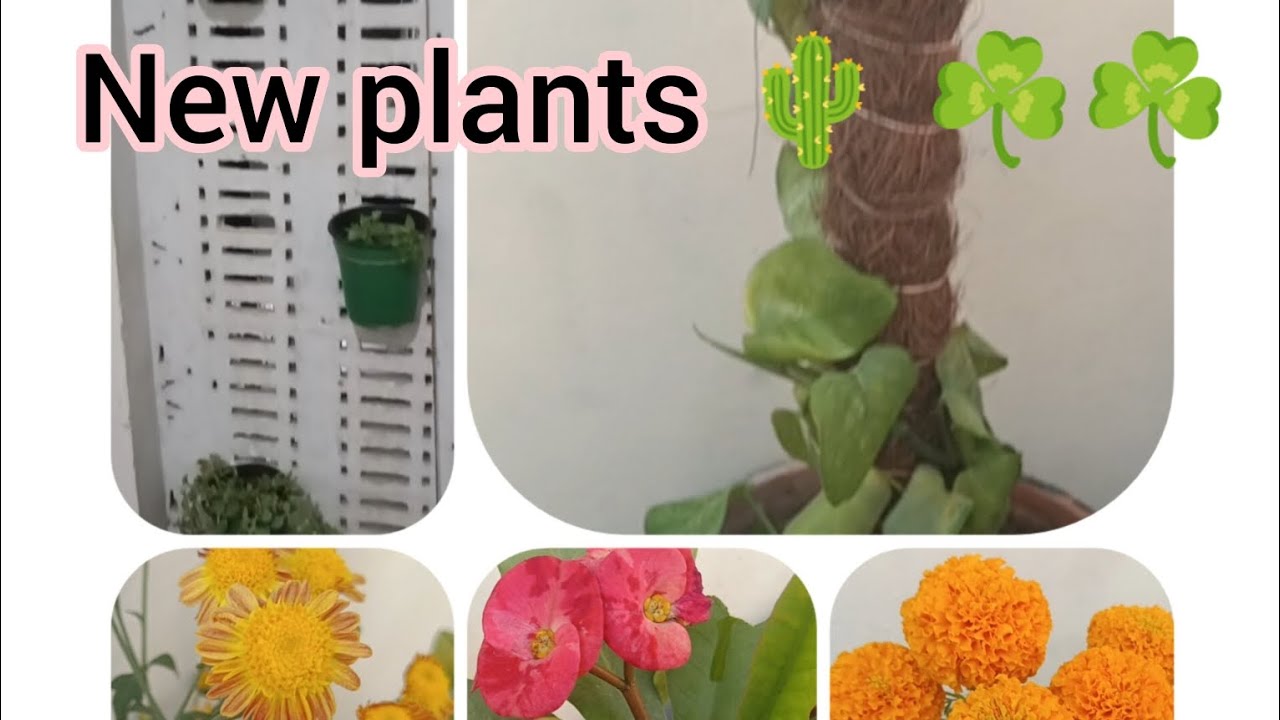 mini vlog 2 || new plants || @sadiaadnan4497