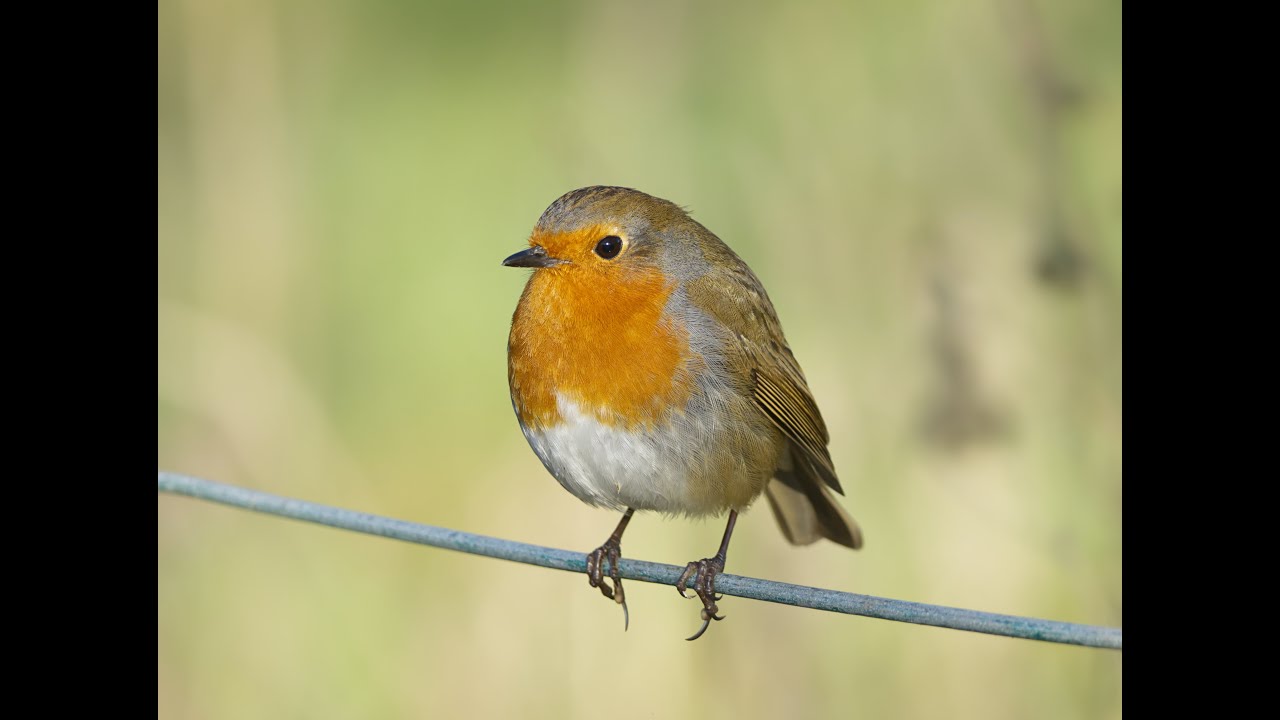 🎶Nature sounds and videos for pets🐾