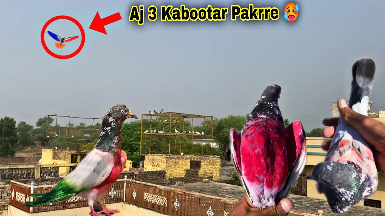 Lal Rang Wala Kamal Ka 3 Kabutar Pakre 🔥 کبوتر تو تین پکڑے لیکن لال رنگ والا 🥵