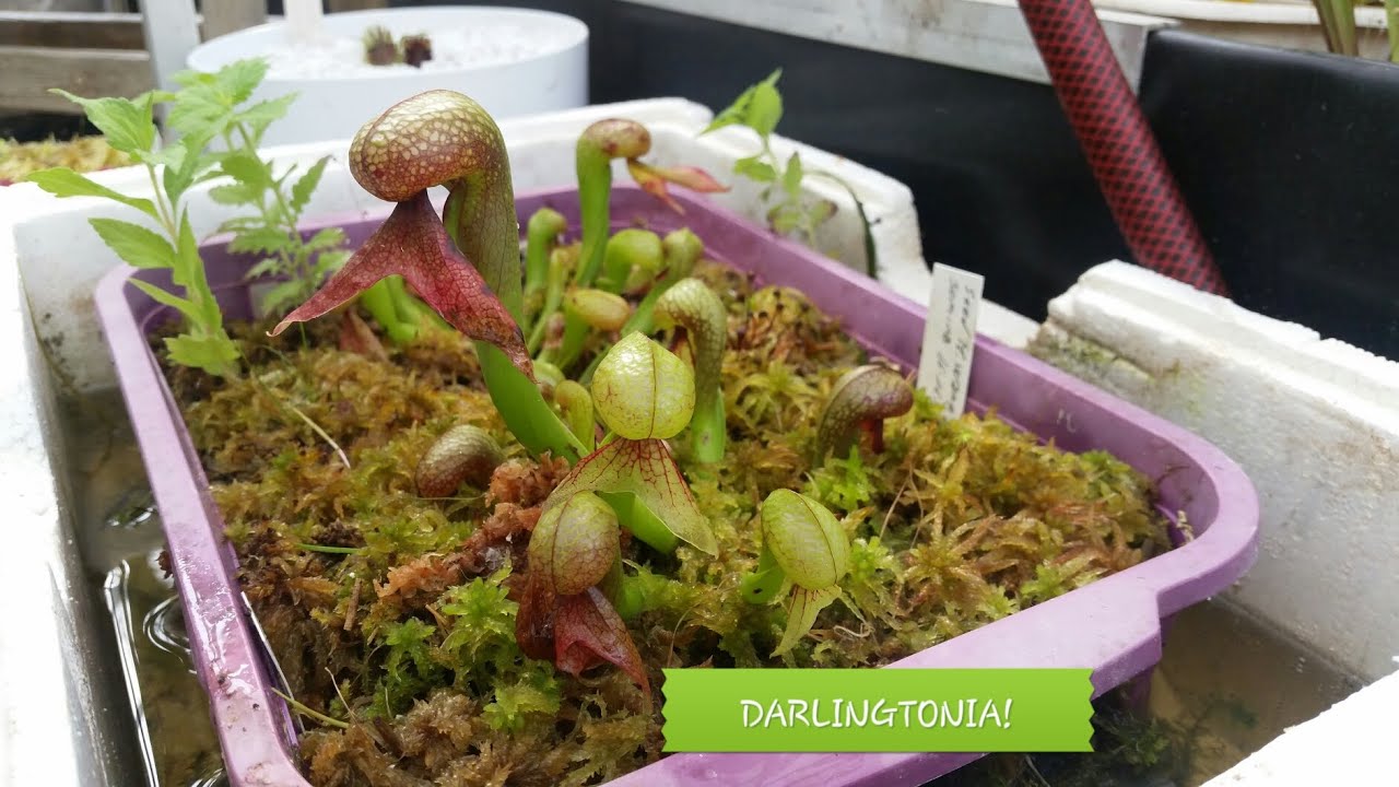 39. DARLINGTONIA CALIFORNICA COBRALILY COLTIVAZIONE DARLINGTONIA