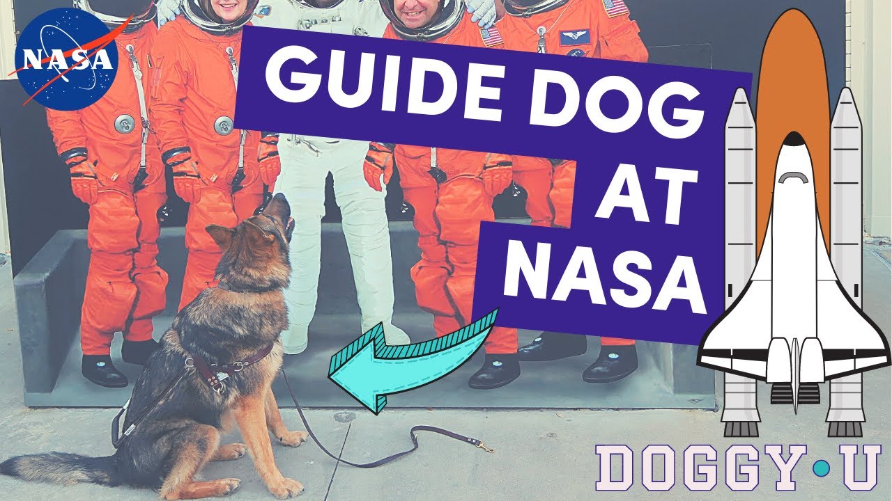 Service Dog Work and Public Access Challenges ll Guide Dog at the Kennedy Space Center