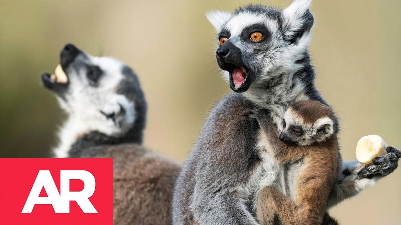 Lémures en peligro de extinción por cacería y deforestación
