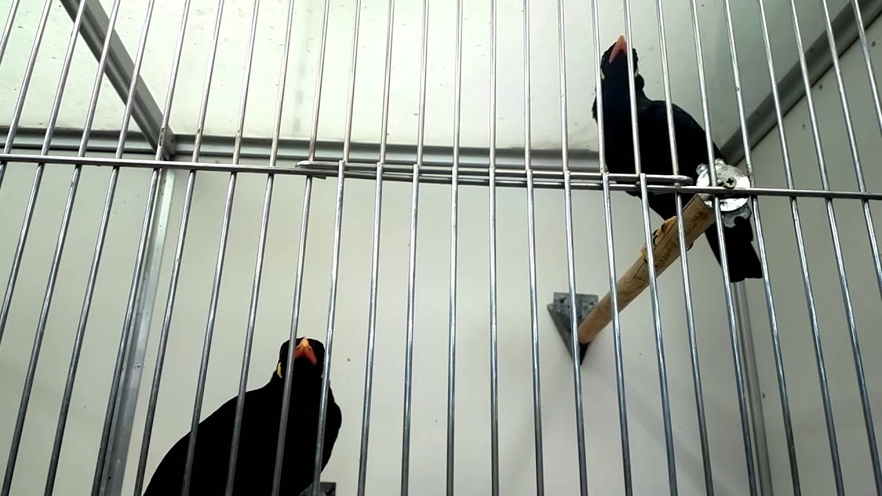 Sprechende Vögel _ Beo _Verdammt Lustig / Funny  filmed by Nokia 808 Pure View