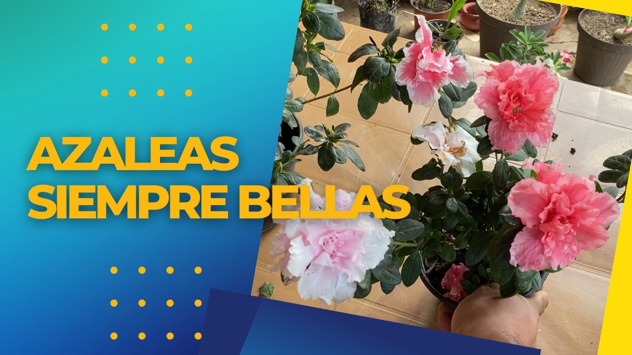 LA MEJOR FORMA DE CUIDADAR AZALEAS PARA QUE ESTEN LLENAS DE FLORES