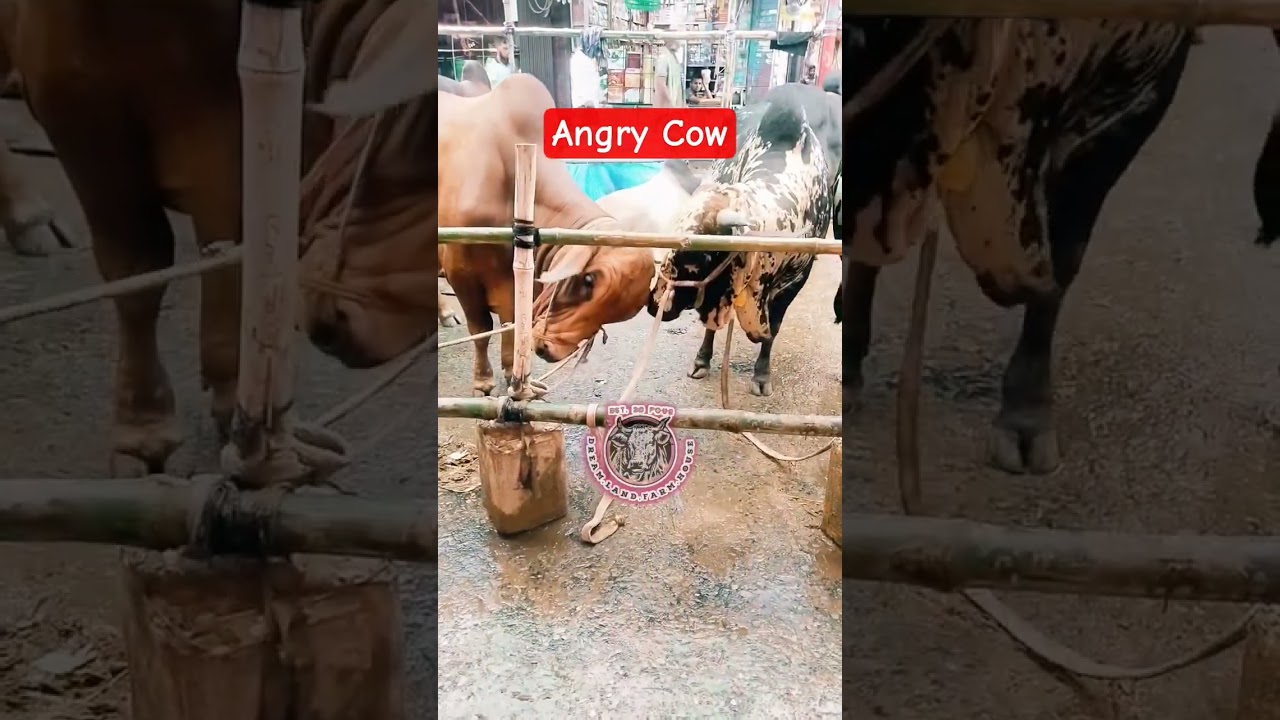 Angry Cow's Fighting. #angrycow #bull #cows #কোরবানি #shorts #fyp #reels #গরু #beats @Cow_PagLa