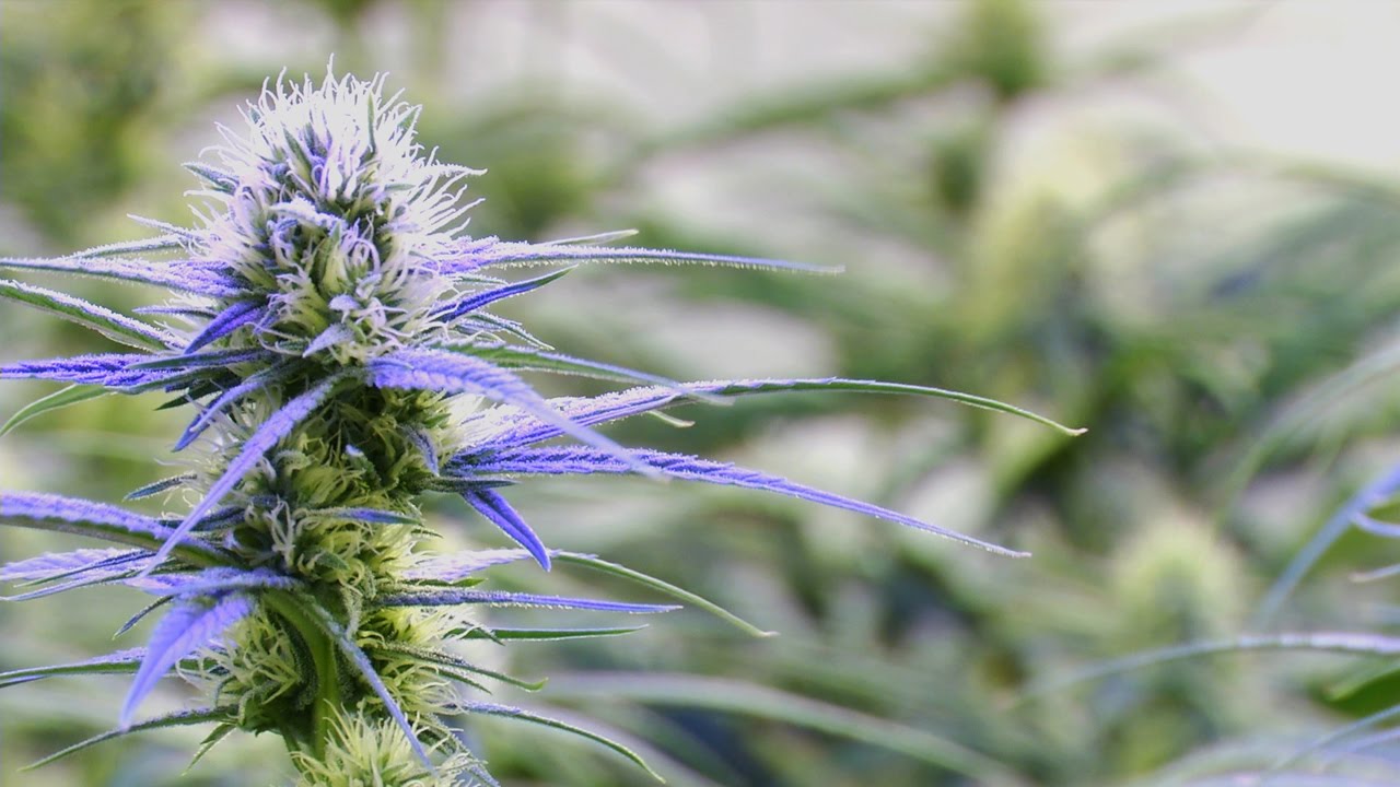 Starting a Recreational Marijuana Business: CannaMan Farms