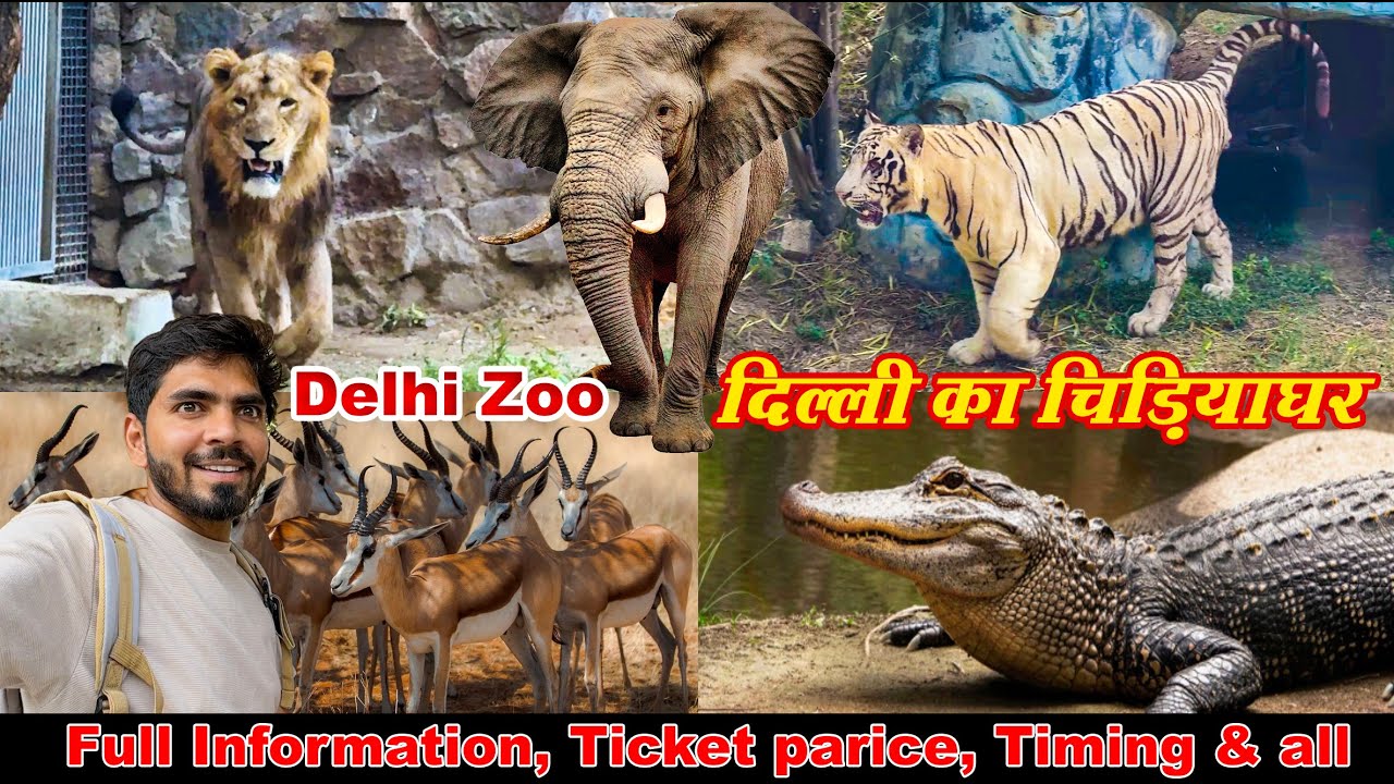 Delhi zoo vlog 2024 | Delhi chidiya ghar | delhi zoo all animals video 2024 | delhi zoo