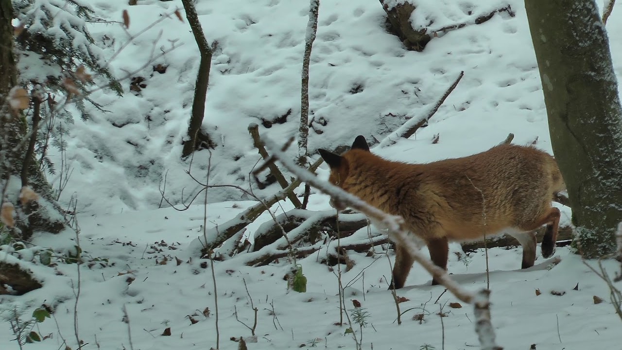 Füchse im Schnee - Foxes in the Snow