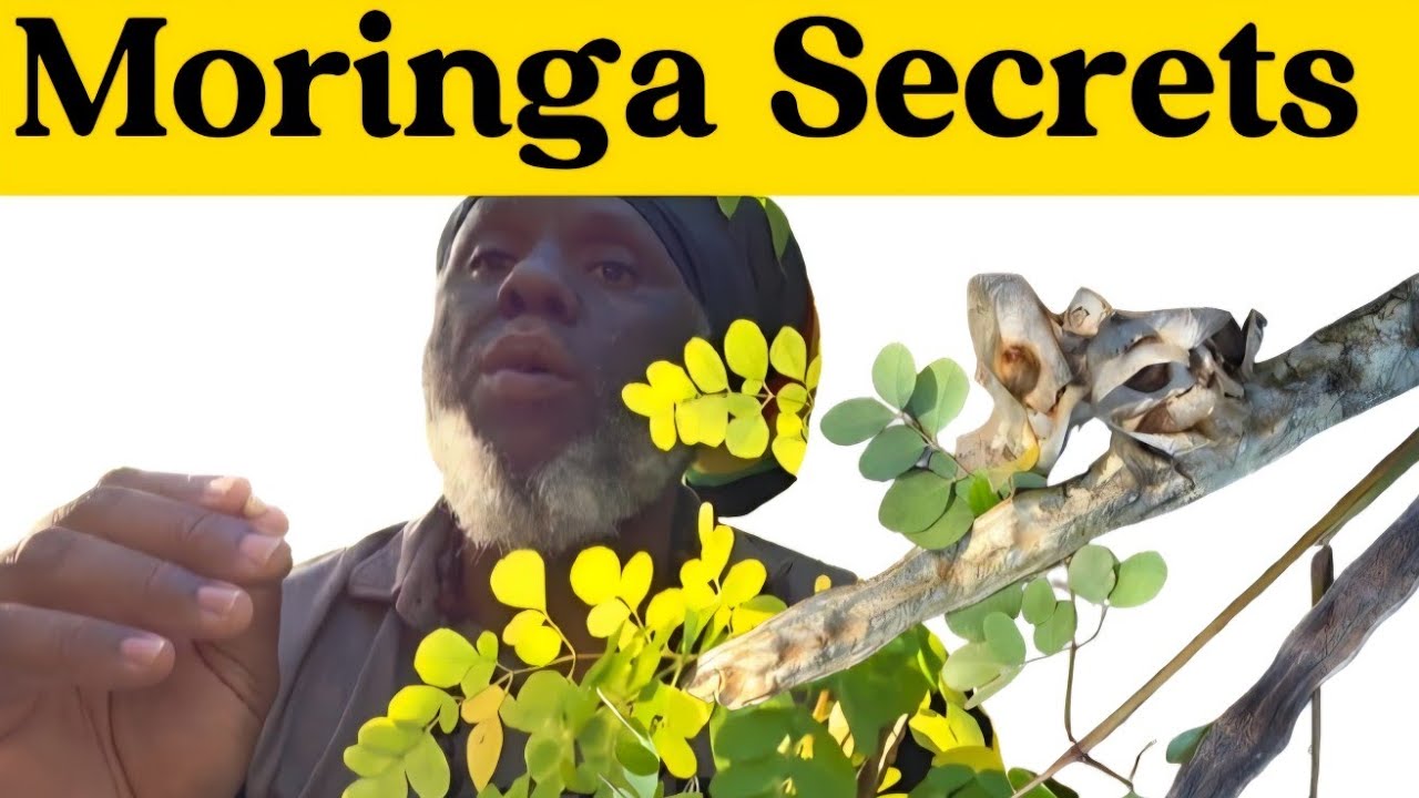 Benefits of Moringa Seeds | Good Time To Plant Tomatoes | Lettuce update