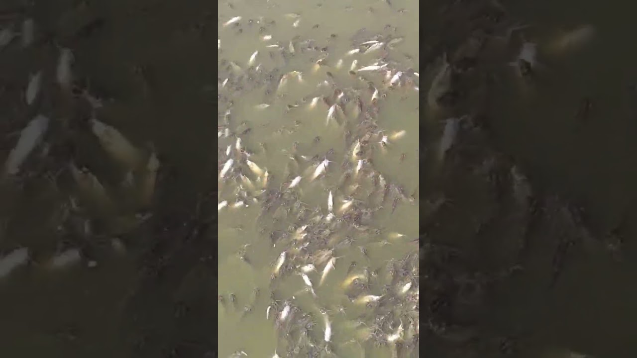keluthi fish 🐠🐟🐟 share and subscribe frdzzzz🐟🐟🐟🐟🐟🐟🐟