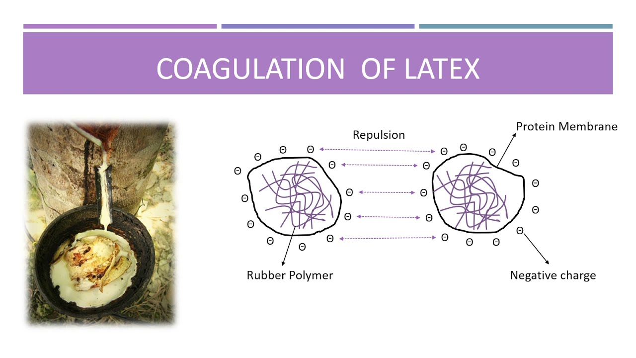 NATURAL RUBBER : LATEX COAGULATION, PREVENTION METHODS AND VULCANISED RUBBER
