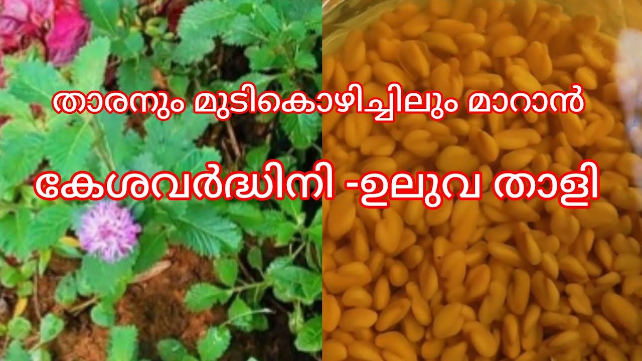 കേശവർദ്ധിനി - ഉലുവ താളി 
