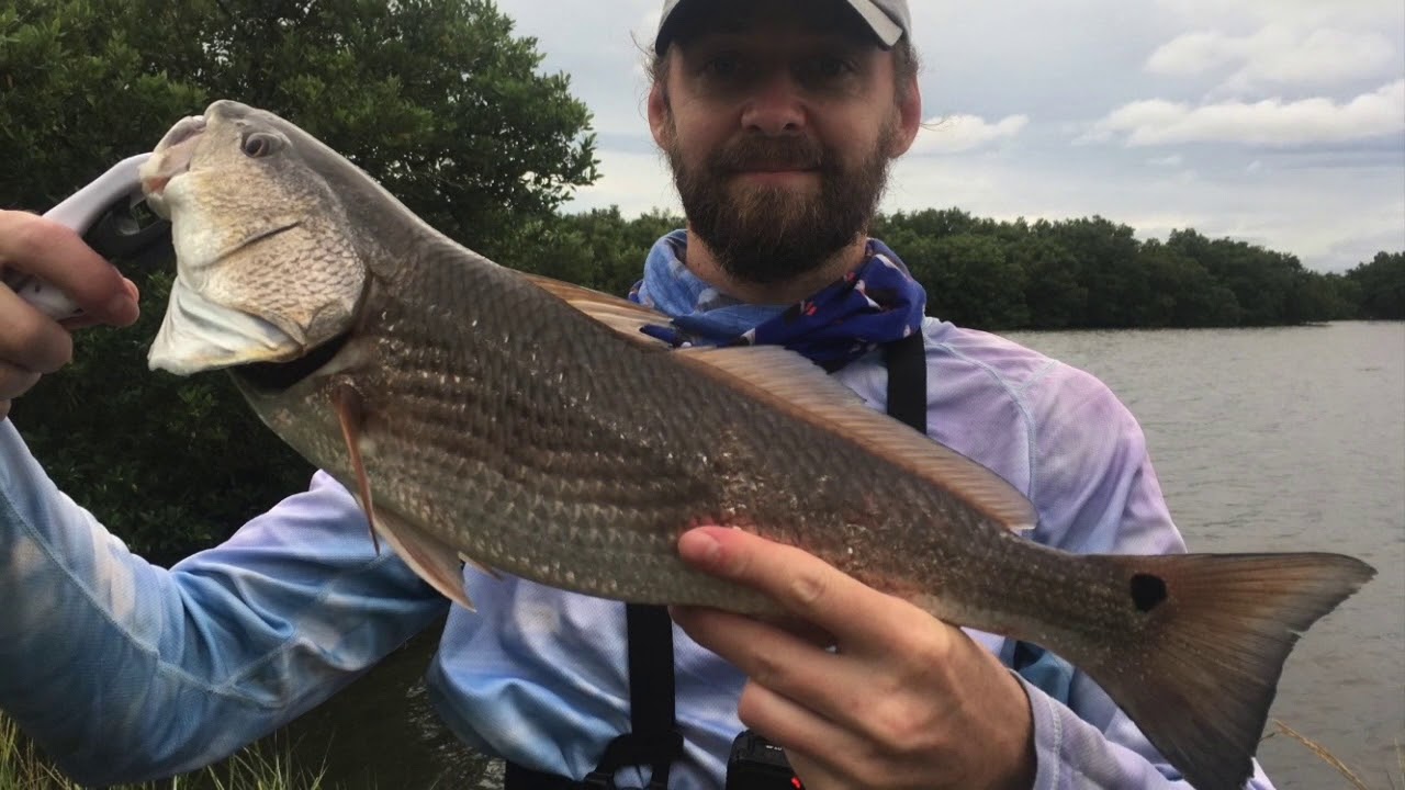 MONSTER TAILING REDFISH and 40lb DRUM in CEDAR KEY!!!!