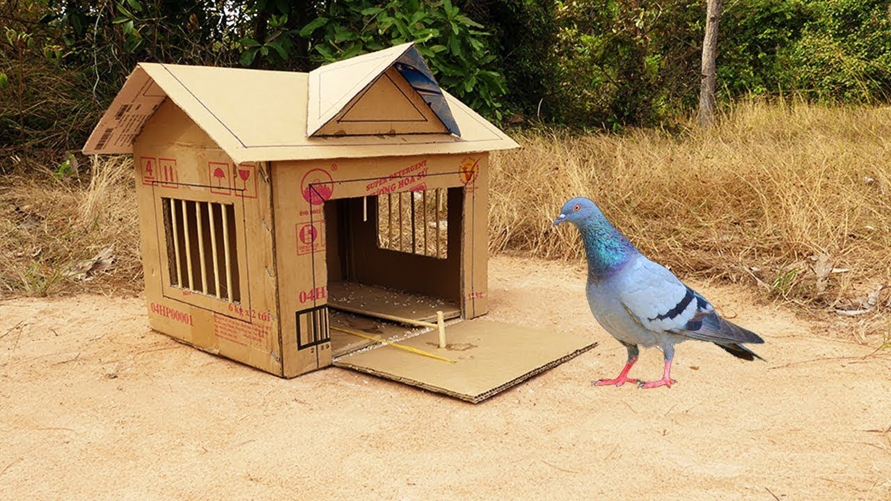 Skill Hack to Build the Best House Bird Trap Using Cardboard Box - amazing Creative Bird Trap