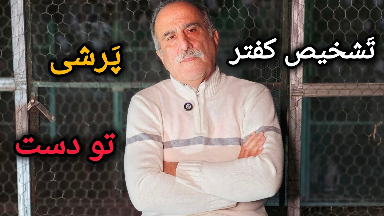 تشخیص کفتر قسمت دوم و تفاوت کفتر گوشتی و کفتر سبک وزن 