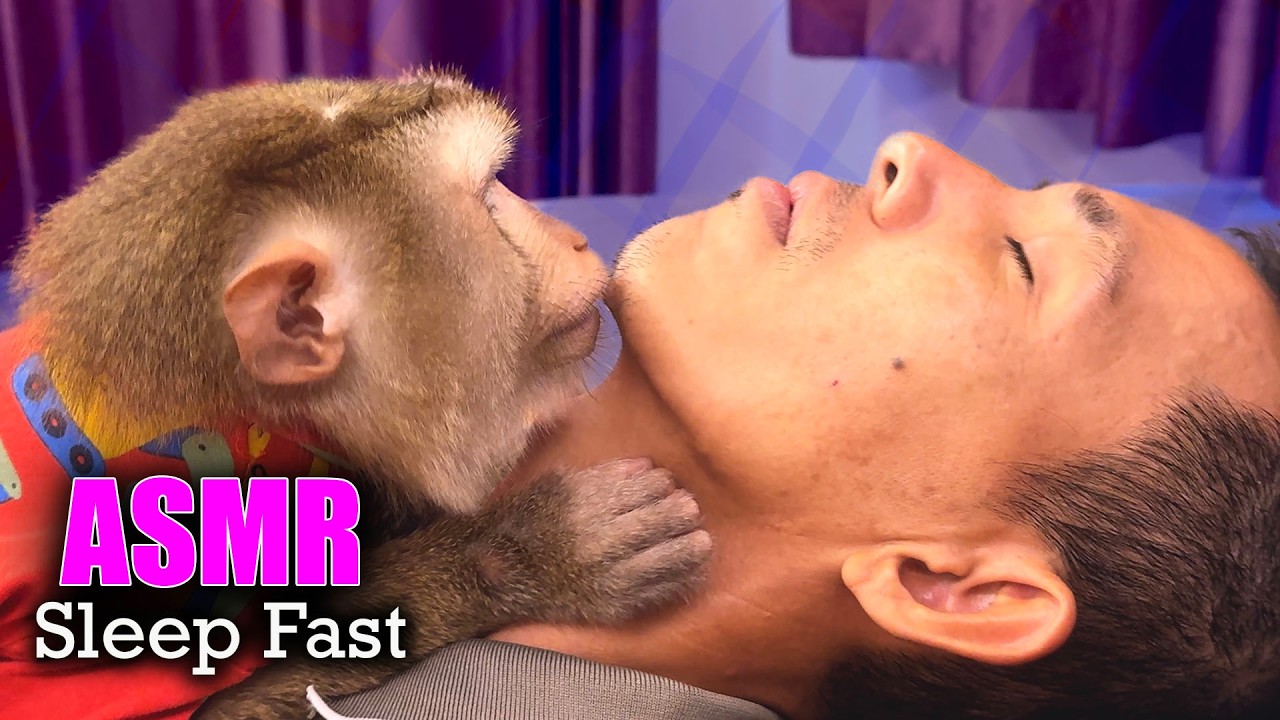 ASMR Sleep Fast With Real Monkey Grooming | No Talking, Simply Soothing DEEP Tingles