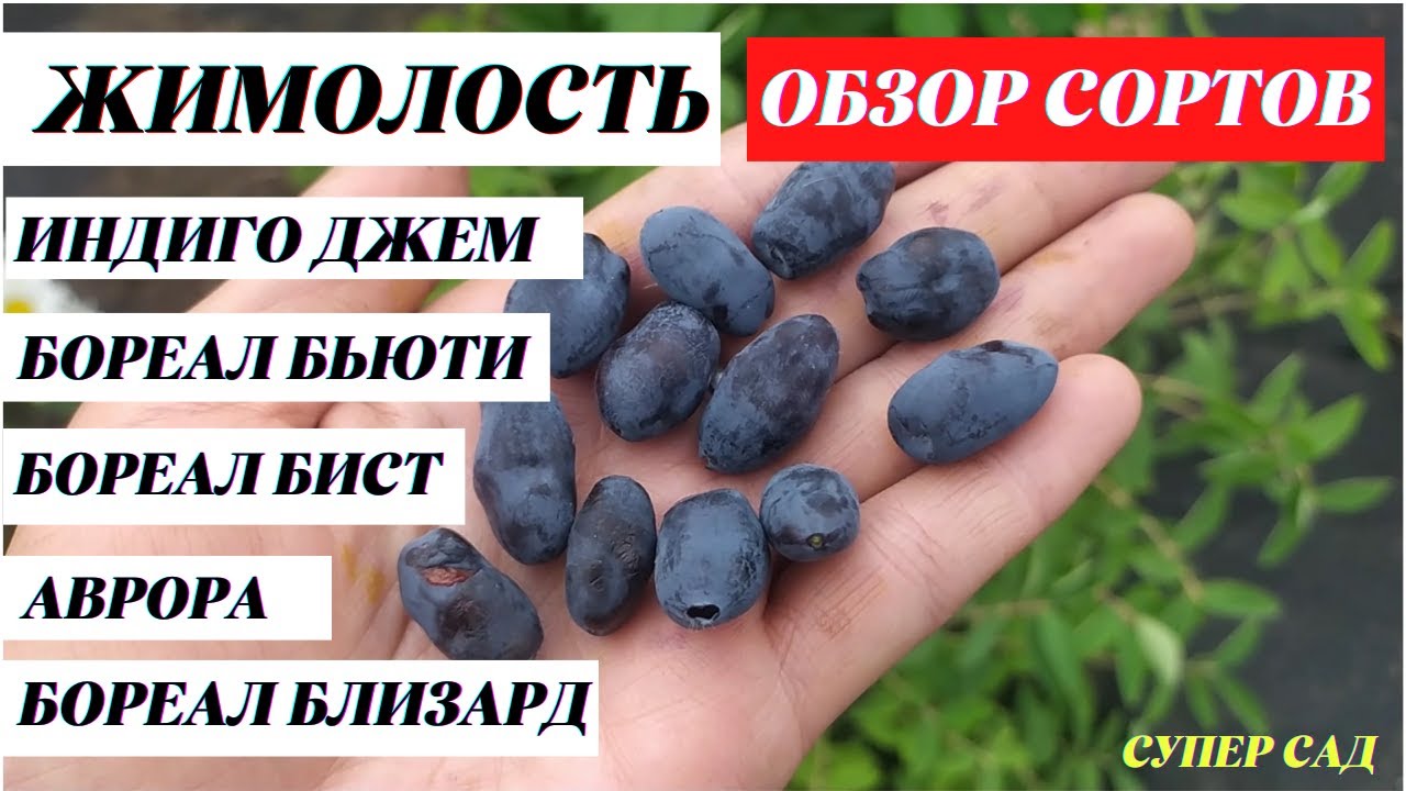 Жимолость  Индиго джем, Бореал Бьюти, Бореал Близард, Бореал Бист, Аврора - обзор ягод