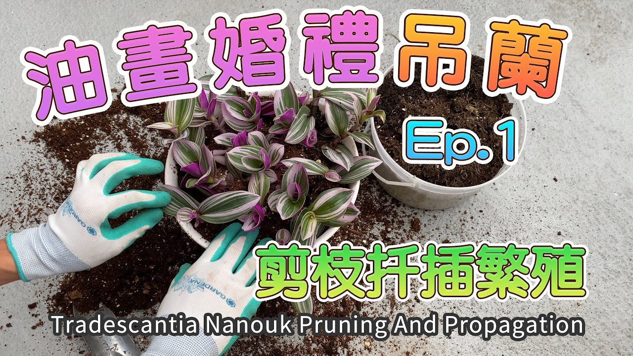 网红油画婚礼吊兰徒长转爆盆系列第一期：枝条修剪和扦插繁殖