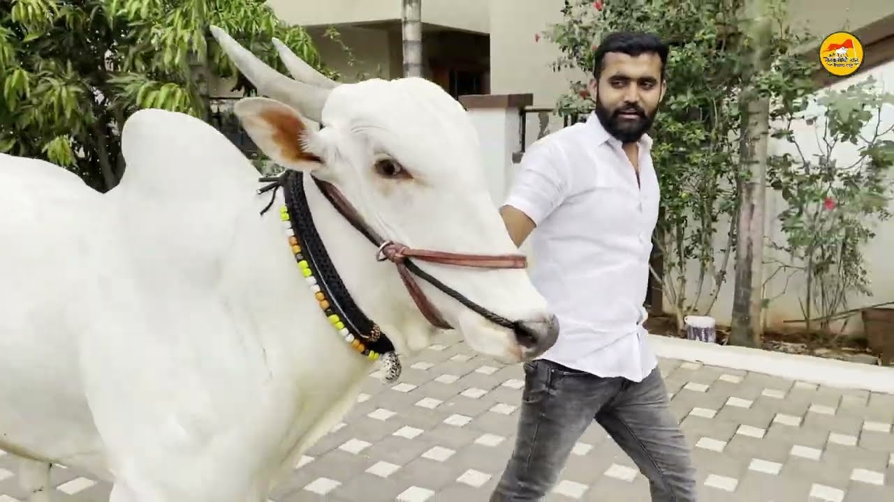 गाडामालक शुभम अनिल गायकवाड, कुरुळी यांचा बबड्या बैल आणि दावण | Pune bailgada sharyat