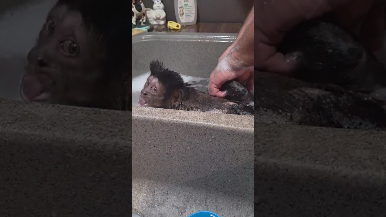 “Sissy’s Relaxing Soak — 30-Year-Old Capuchin Enjoys a Cozy Bath!”  Part 1