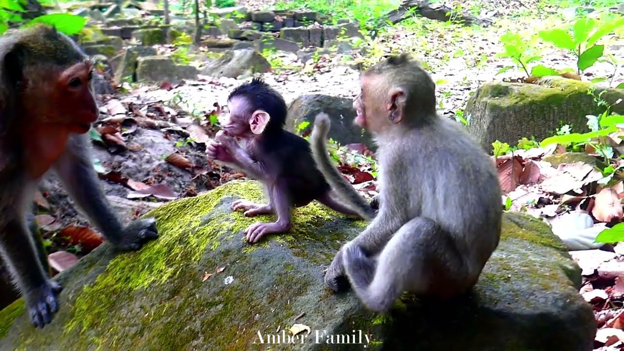 Lovely baby monkey reacts calmly to mom talking