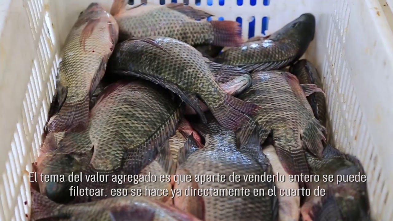 Pesca sustentable