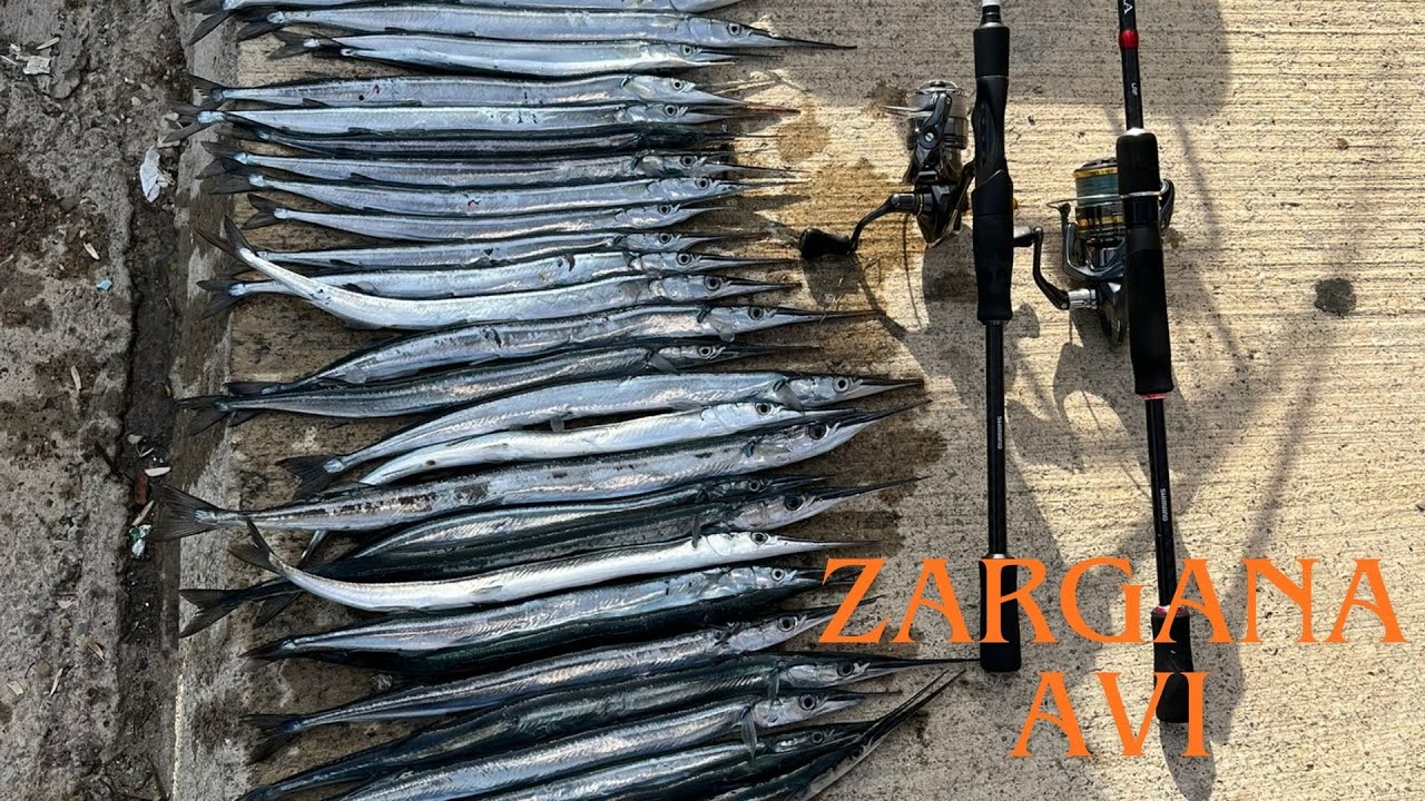 Denizin En Güzel Balıklarından Biri Zargana-Zargana Avı #fishing #balıkçılık #lrfavı #balık#lrf