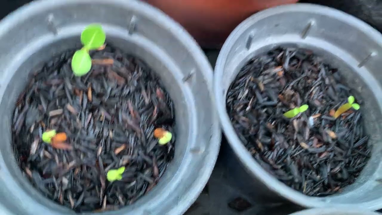 Pessoal vamos ver minha novas rosa e meus cactos floridos da o 👍🏼🫶🏻agradeço muito 🥰