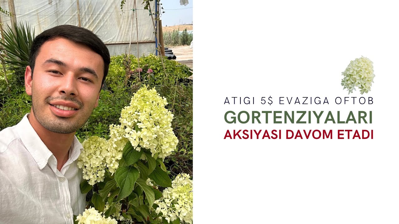 Aksiyada oftob gortenziyalari