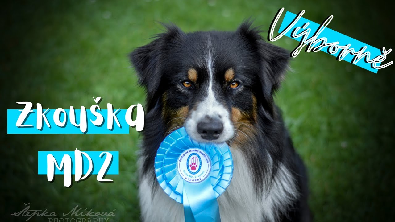 MD2 - dogdancing | Australian Shepherd