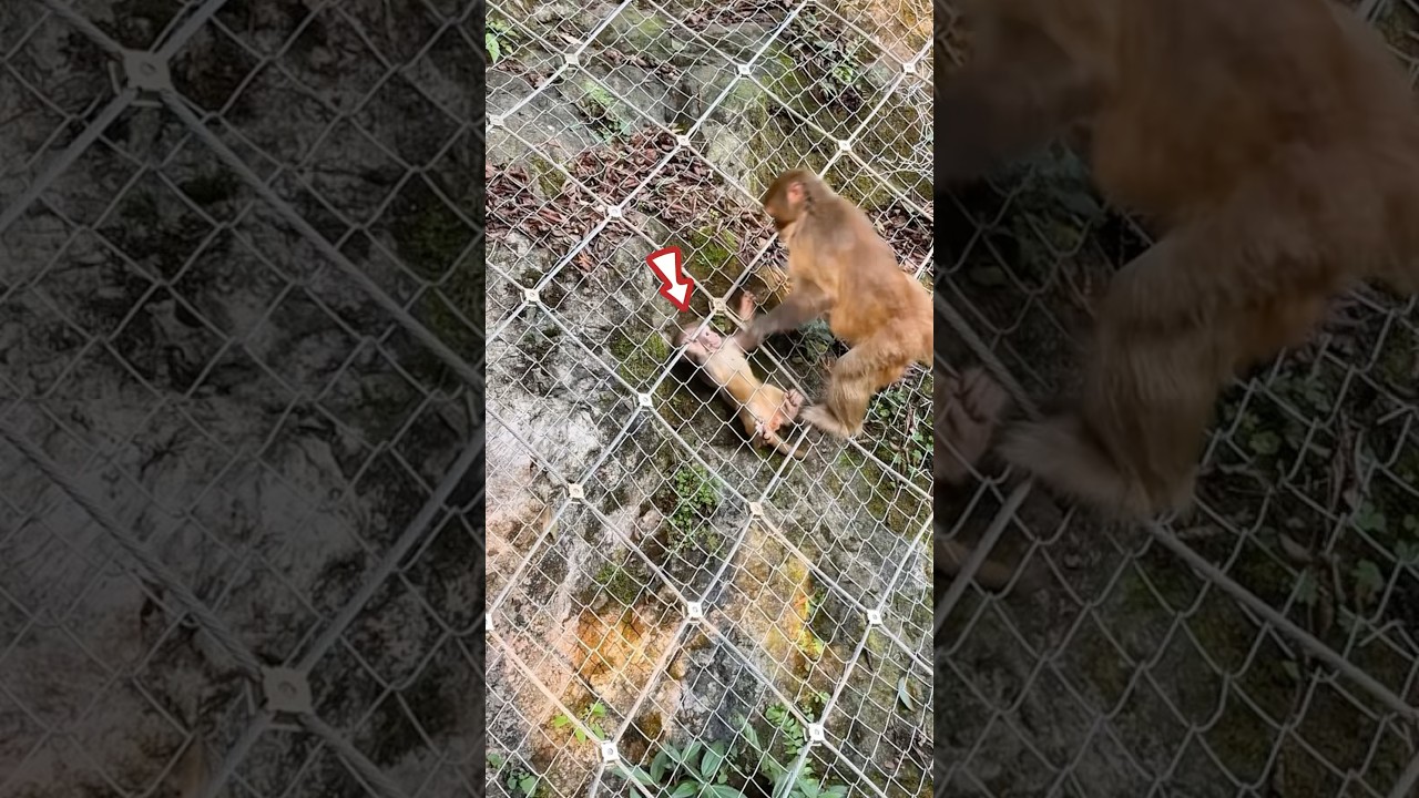 This mother monkey helps her child