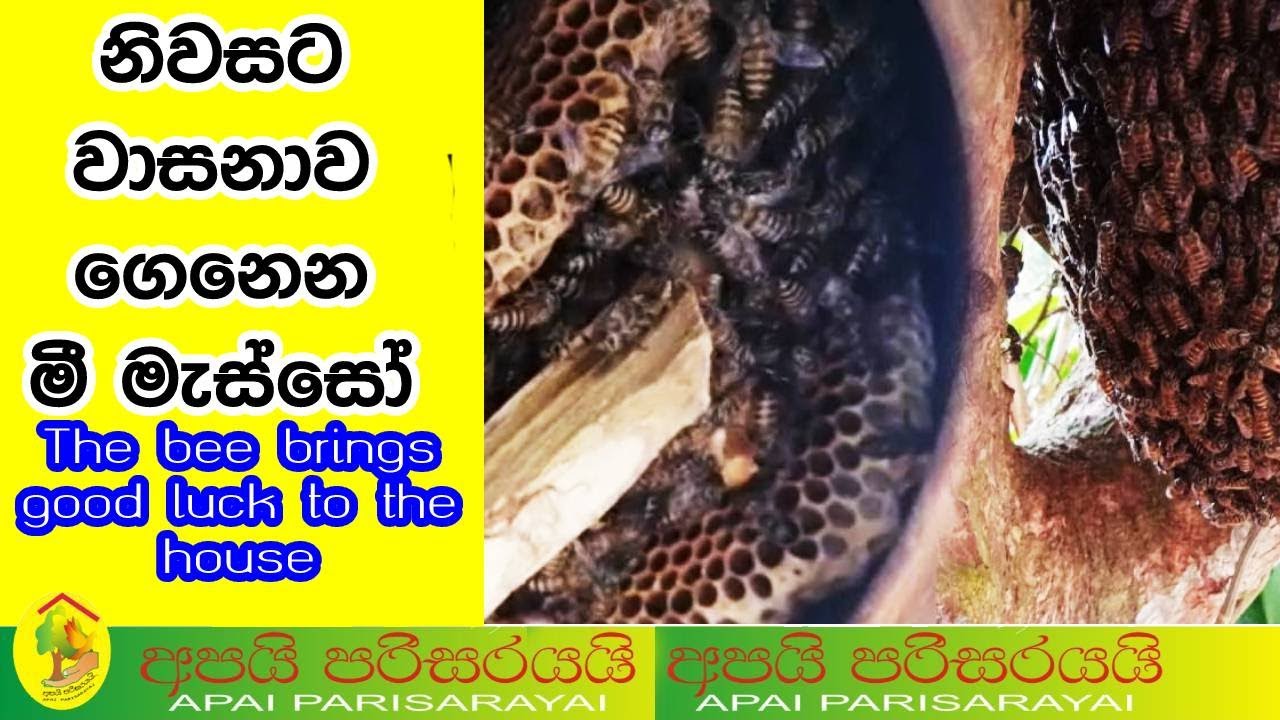 නිවසට වාසනාව ගෙනෙන මී මැස්සෝ |The bee brings good luck to the house | #Bee |#ApaiParisarayai
