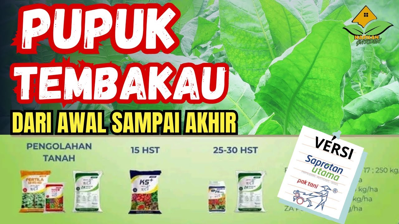 Pupuk Tembakau Dari Awal Sampai Panen Versi Saprotan Utama ( Pak Tani ) | Pupuk Tembakau Agar Subur