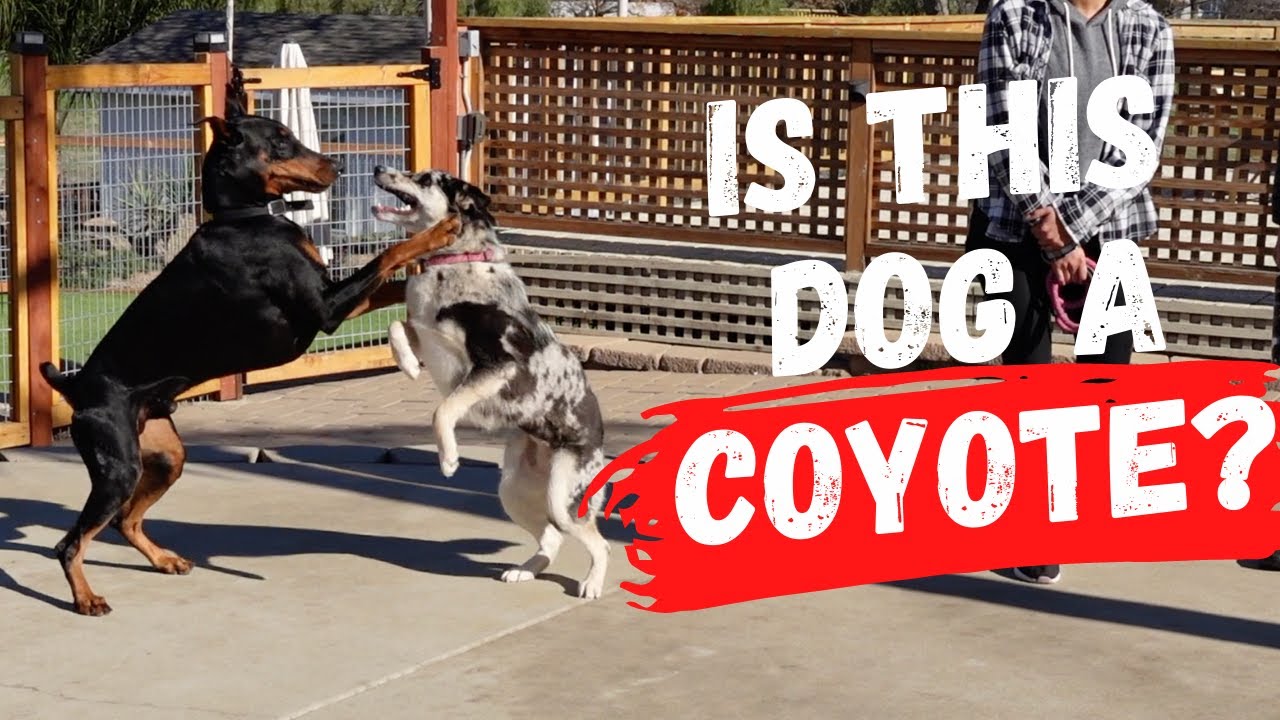 (Coyote) Dog that resource guards owners and plays a bit rough